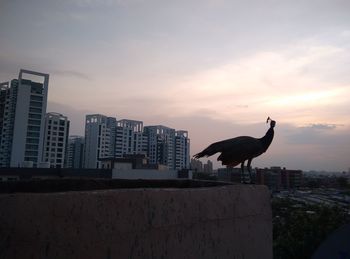 Silhouette birds perching on a building