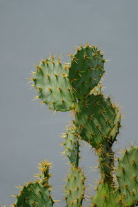 Close-up of cactus plant against clear sky