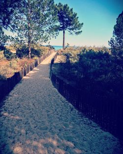 Footpath in forest