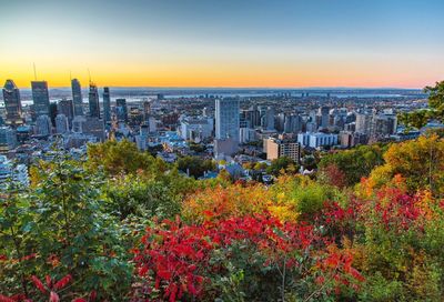 Trees and cityscape against sky during sunset