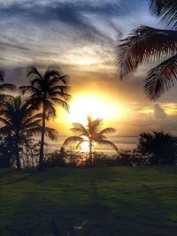 Palm trees on landscape at sunset