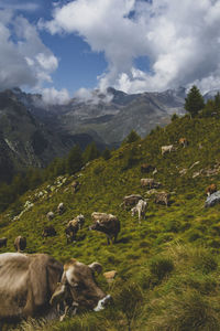 High angle view of sheep on field against sky