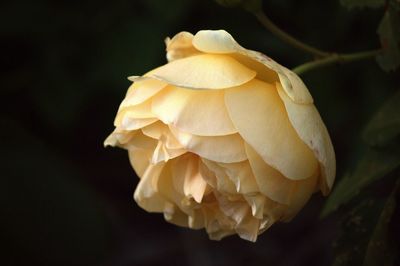 Close-up of white rose flower