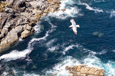 High angle view of bird flying over rock