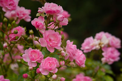 Delicate pastel roses close-up on a blurry garden background. fragrant bush of pink roses. 