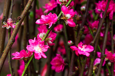 Close-up of pink flowers