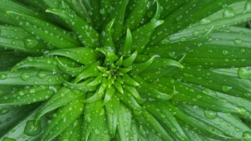 Full frame shot of wet plant