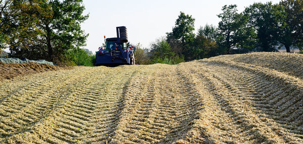 Corn crop, agricultural activity for harvest season