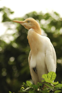 Close-up of bird perching on a tree