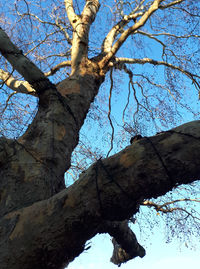 Low angle view of tree against clear blue sky