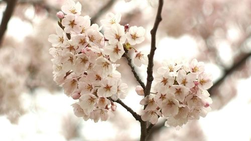 Close-up of apple blossoms in spring