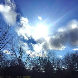 Low angle view of trees against sky