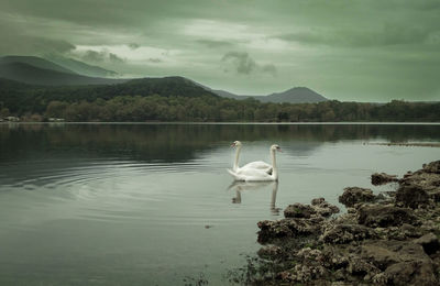 Swans in a lake