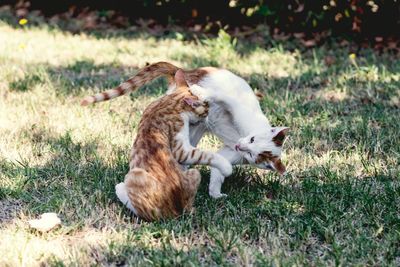 View of a cat on field