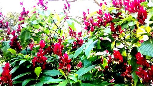 Close-up of red flowers