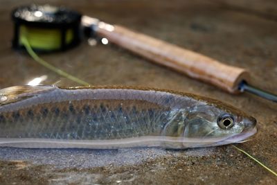 Close-up of fish
