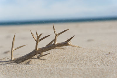 Close-up of sand at beach against sky