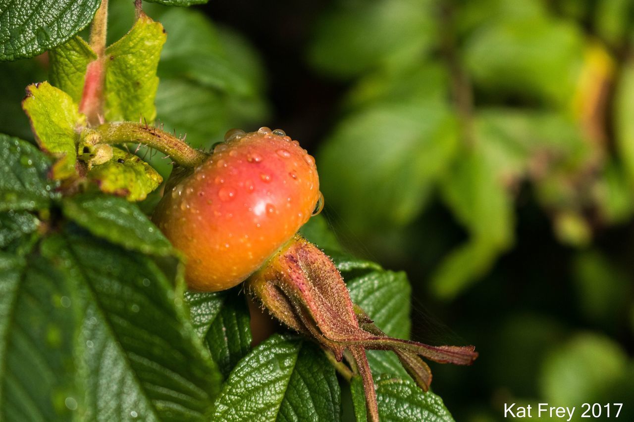 CLOSE-UP OF FRUIT ON TREE