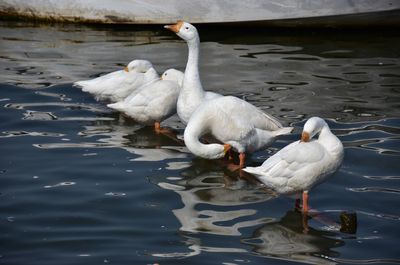 Group of white ducks in the lake