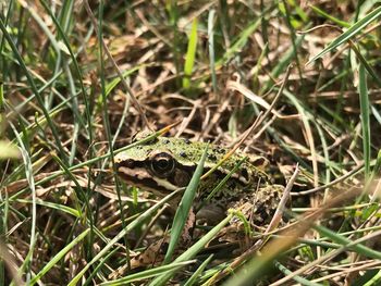 Close-up of frog on land