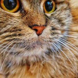 Close-up portrait of a cat