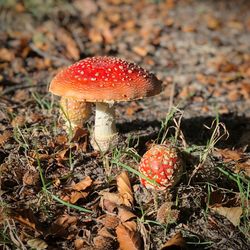 Close-up of fly agaric mushroom on field