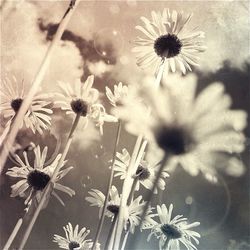 Close-up of flowers