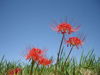 Close-up of red flowering plant against clear blue sky