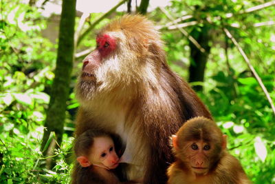Close-up of tibetan macaque with infants against trees