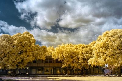 Low angle view of trees against sky