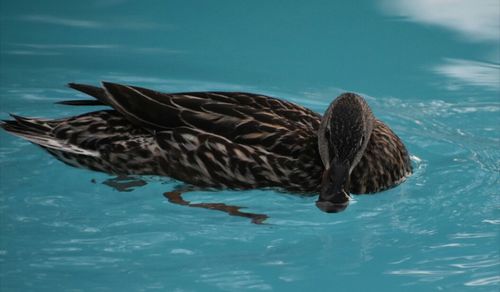 Close-up of duck swimming in sea