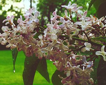 Close-up of white flowers