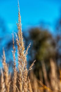 Close-up of wheat growing on field
