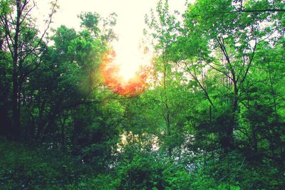 Trees in forest