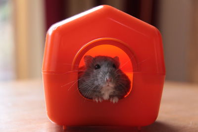Close-up of hamster in toy