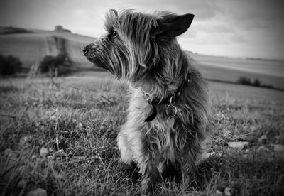 Close-up of dog on field