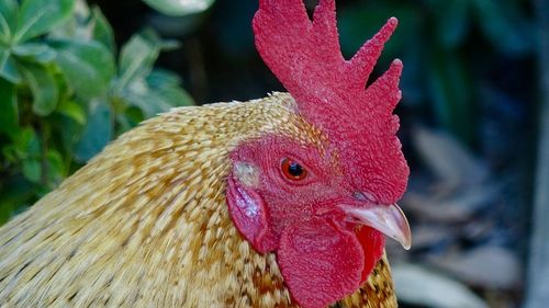 Close-up of rooster