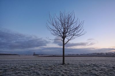 Bare tree on field against sky