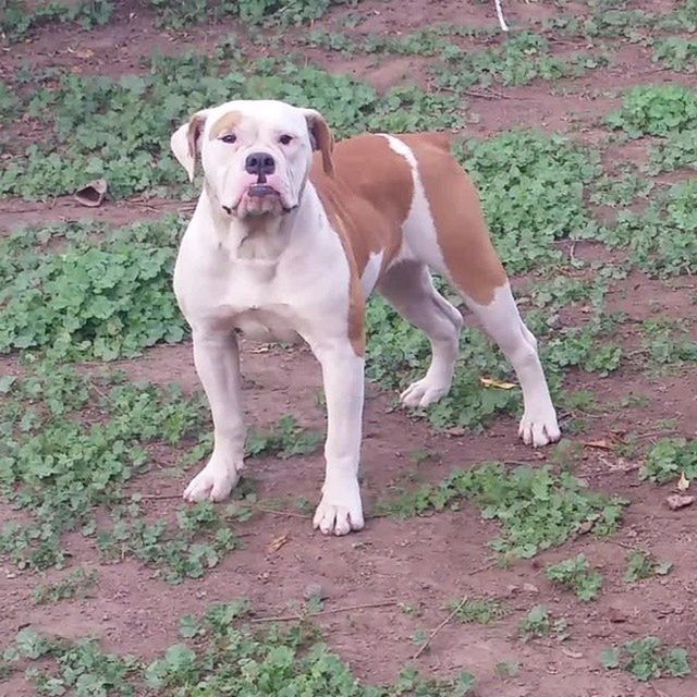 animal themes, domestic animals, dog, pets, one animal, mammal, standing, full length, portrait, looking at camera, pet collar, field, no people, outdoors, nature, zoology, day, animal, high angle view, two animals