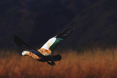 Close-up of bird flying against blurred background