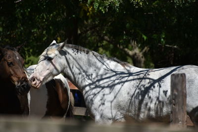 View of a horse