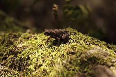 Close-up of lizard