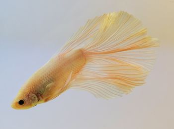 Close-up of fish over water against white background