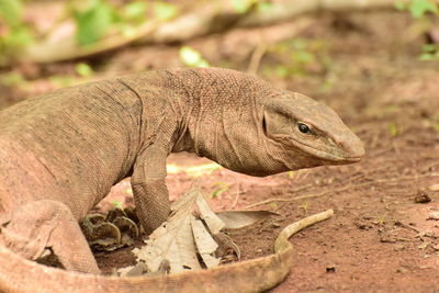 Close-up of a lizard on field