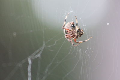 Close-up of spider on web