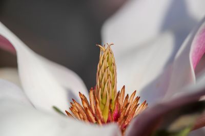 Close-up of flowering plant