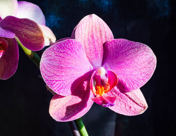 Close-up of pink flowers blooming outdoors