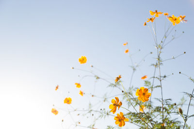 Close-up of yellow flowers