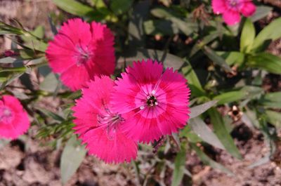 Close-up of insect on pink flower