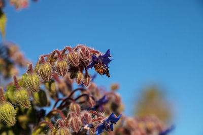 Bees pollinating on flower